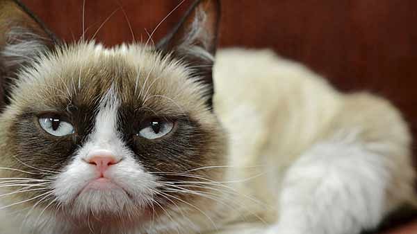 Grumpy Cat tardar sauce wins million dollars in copyright infringement case