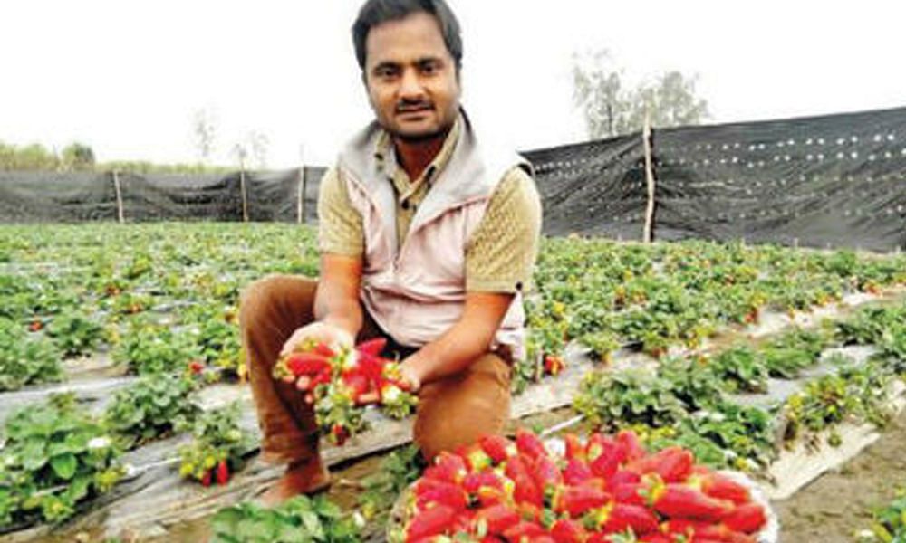 UP farmer learn strawberry farming from internet and now earning a lot