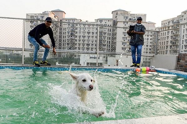 Luxury hotel for dog with swimming pool in gurugram