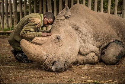 Pics of white northern rhino's viral on social media after his death