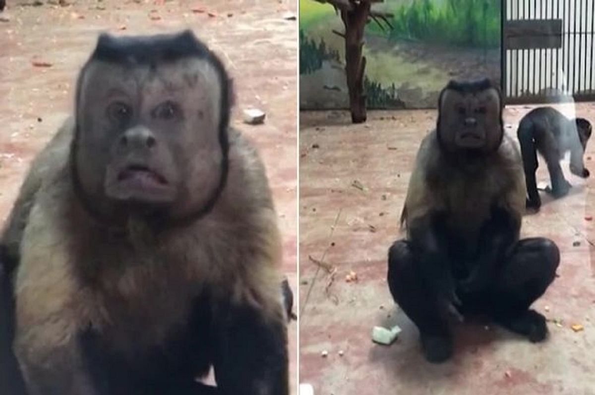 Video of Human Face Monkey in China's zoos goes viral on internet 