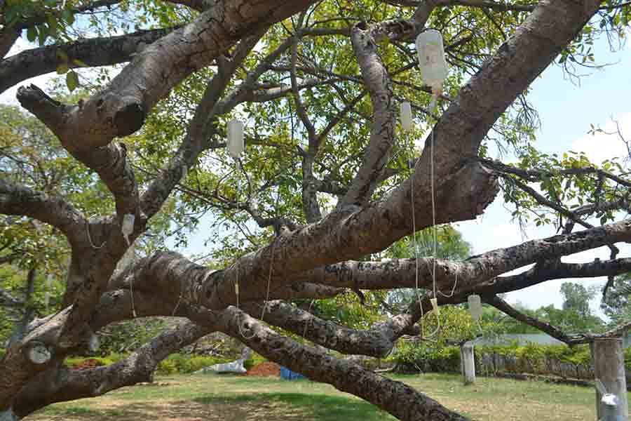 World Second oldest banyan tree become week and need support 