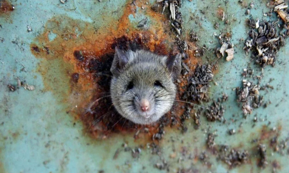 building collapsed after mice army dig down 