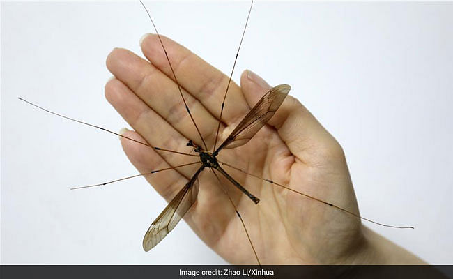 world biggest-mosquito-found-in-china