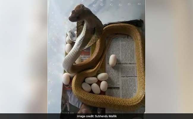 cobra snake lays near two dozen eggs in odisha
