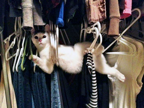 viral content funny photos of idiot cats 