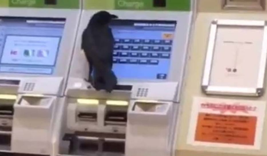 crow snatches credit card and trying to buy ticket for train video goes viral