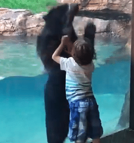 When kid meets a bear 