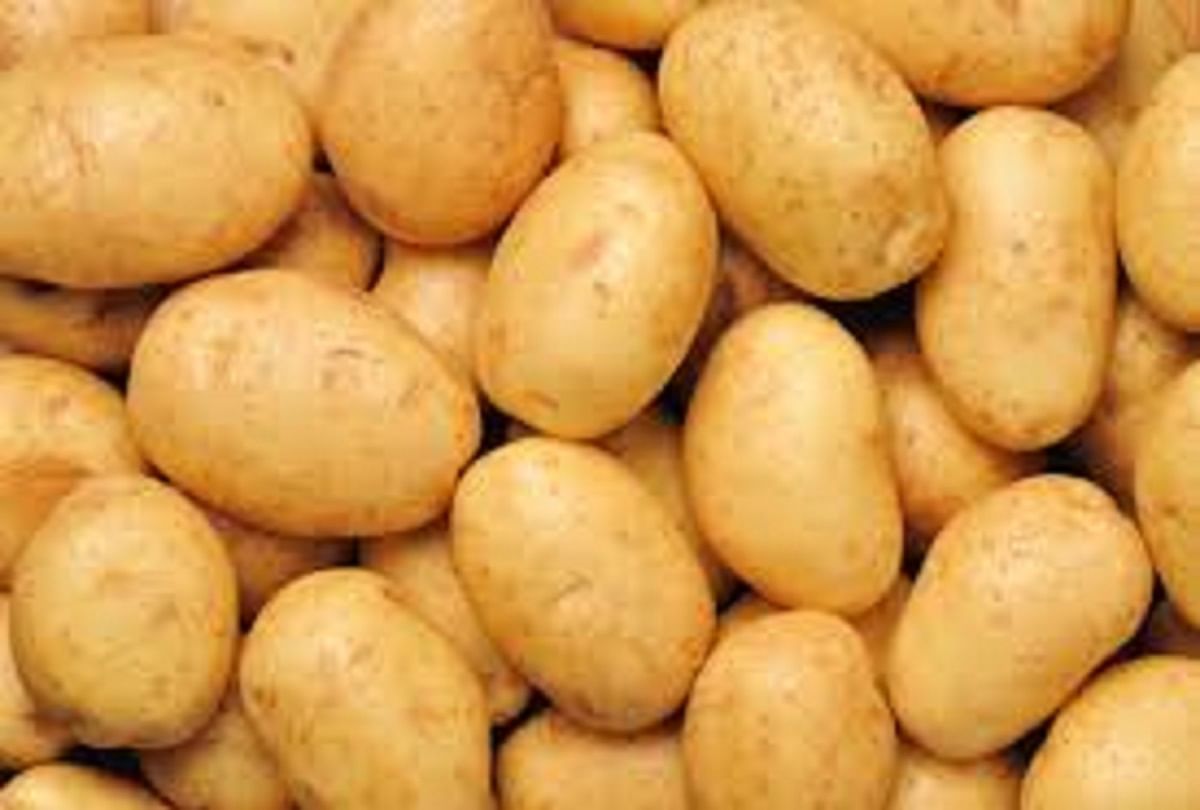 Seven crore potato