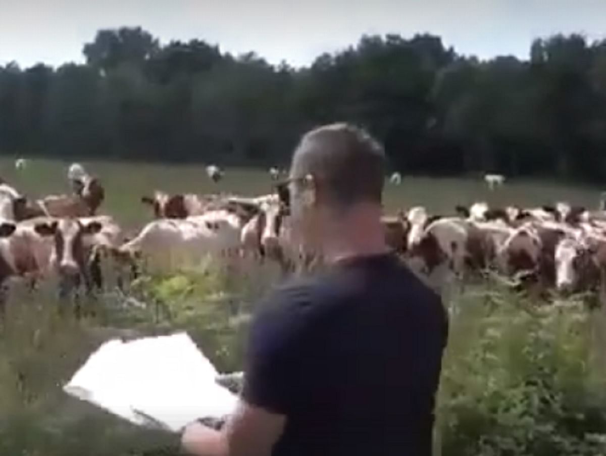 this man has tremendous skill to talk with cows, video goes viral 