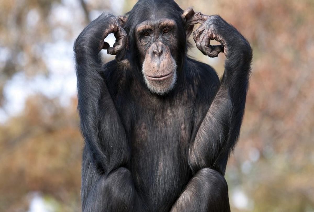 Five Things Politicians Should Learn From Chimpanzee Primate Politics