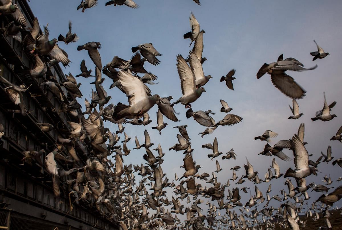 Pigeons Took Bullet Train To Win Shanghai Pigeon Race And Won More Than 10 Millions In China