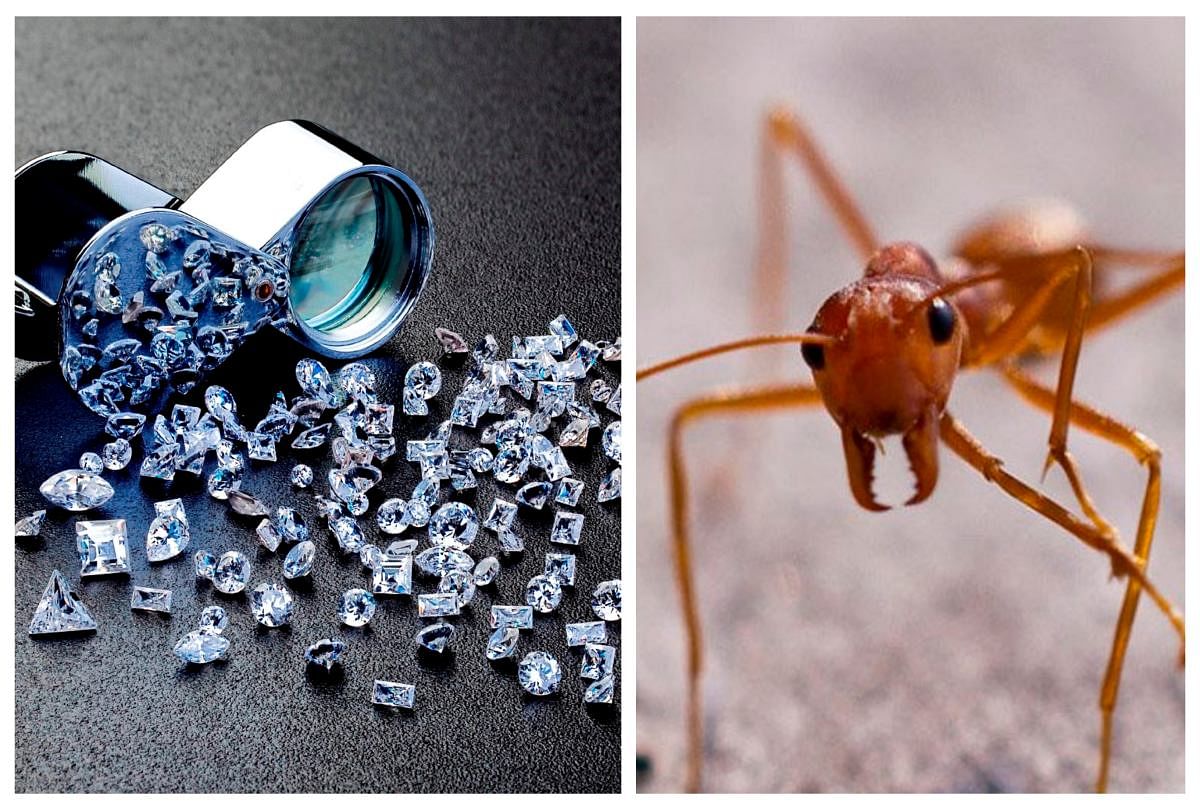 Watch Ant Stealing Diamond in this viral video