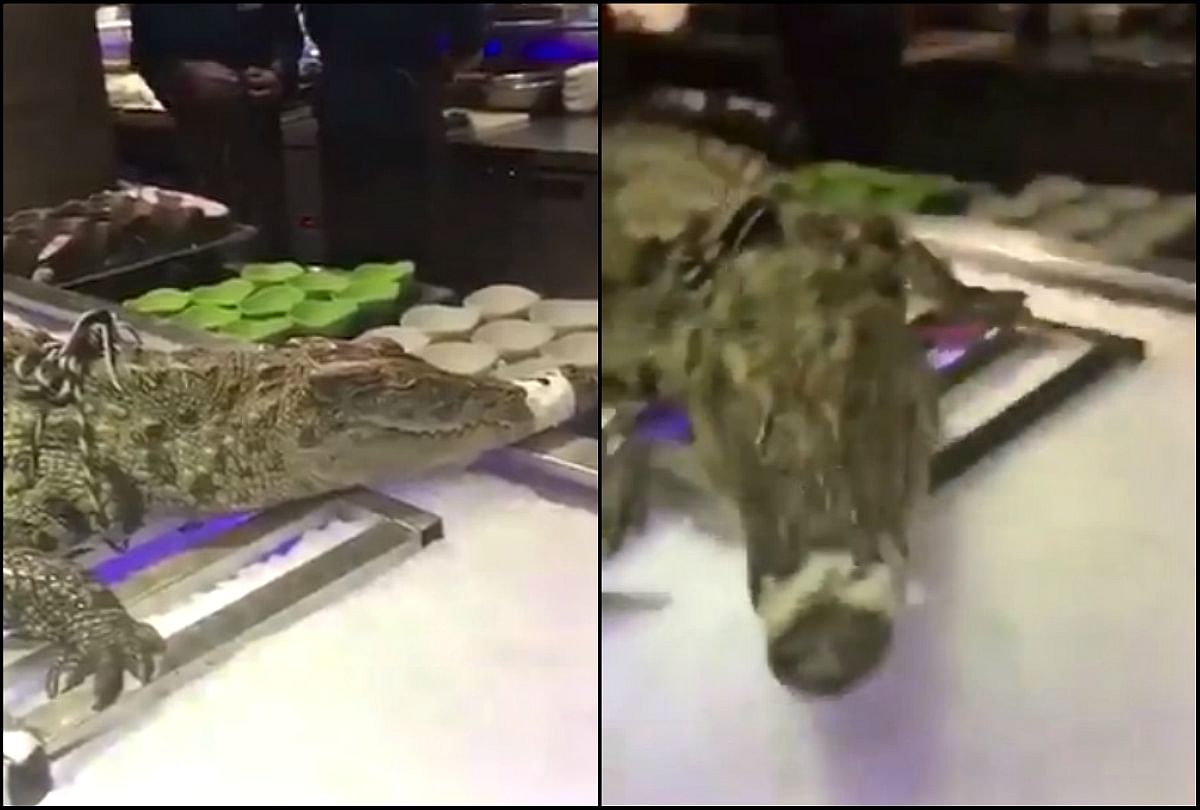 Crocodile between salad decoration video goes viral on social media