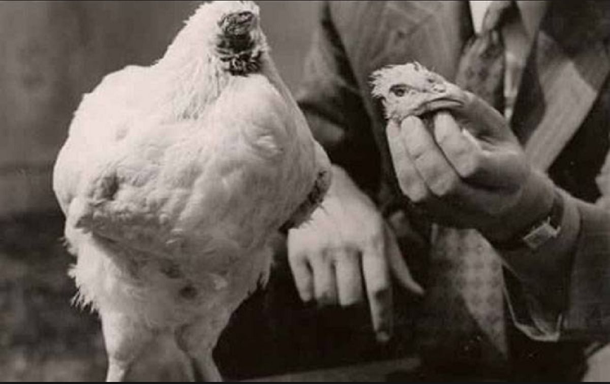 Interesting Fact of History: Headless chicken lived for 18 month