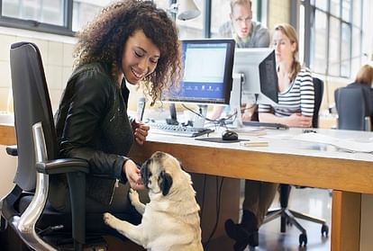 Here staff carry the pets animal in office, These are miraculous benefits