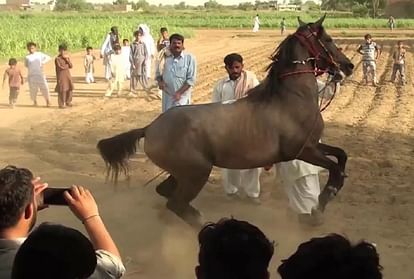 horse and mare dancing Video of greater noida Eshapur village viral