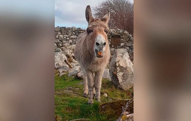 meet singing donkey harriet, Donkey Harriet video goes viral on social media