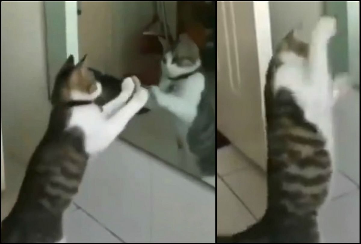 Cat dancing video viral on social media