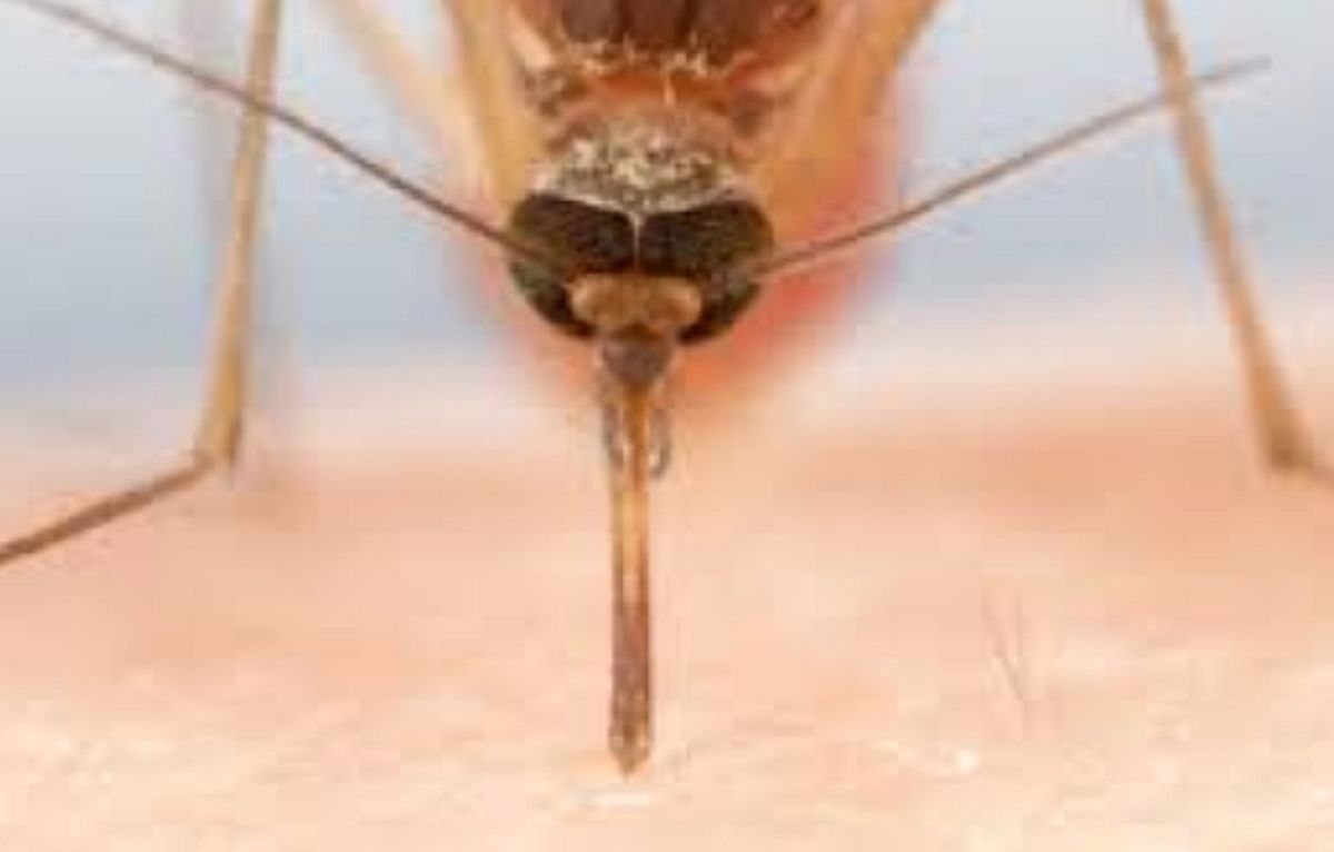 Video Shown how Mosquitoes Uses Needles to Suck Your Blood