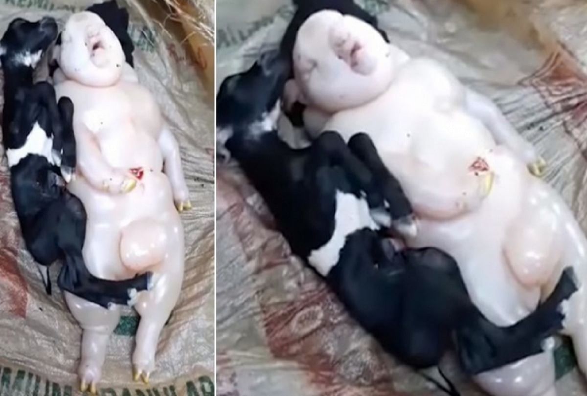 Viral video: goat gives birth to bizarre ‘pig-human’ baby in Philippines