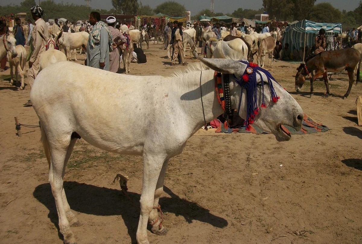 this diwali Up Donkey fair in chitrakoot