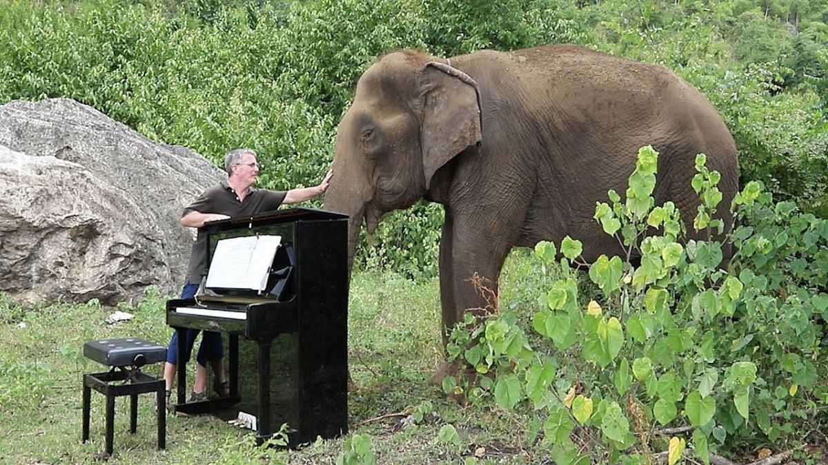 In Thailand piano is played for elephants