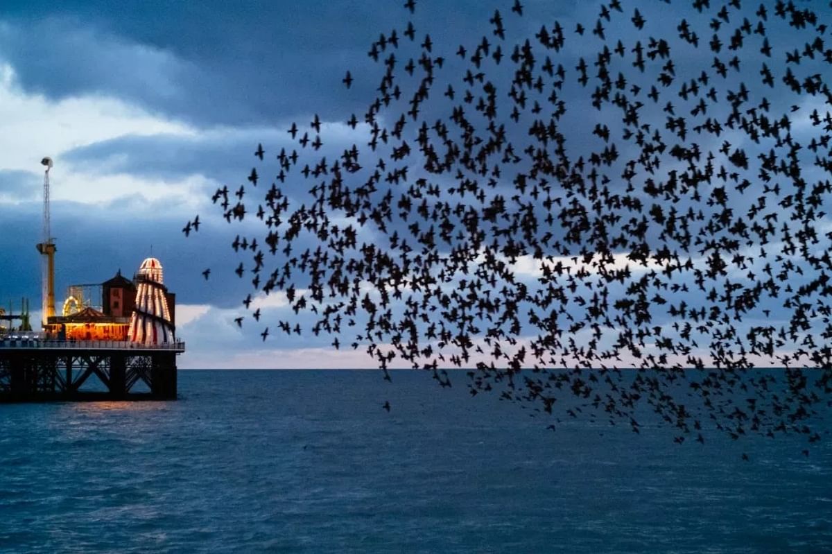 Brighton, UK is the best place to watch starling murmuration, birds video viral