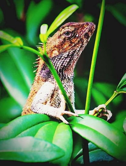 This is the reason chameleon changes its color nature's magic is unbelievable