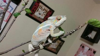 This is the reason chameleon changes its color nature's magic is unbelievable