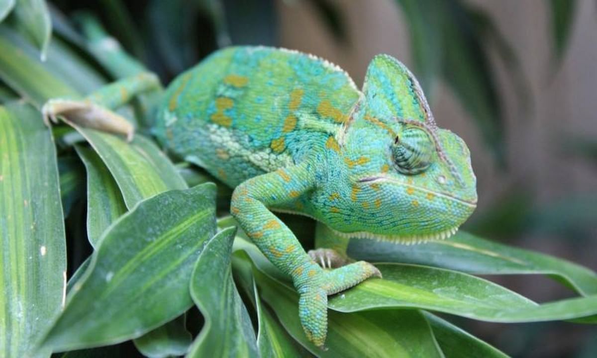 know about 5 weird creatures who change colour like a chameleon
