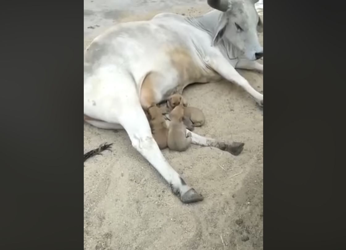 A cow feeding her milk to puppies video went viral on social media
