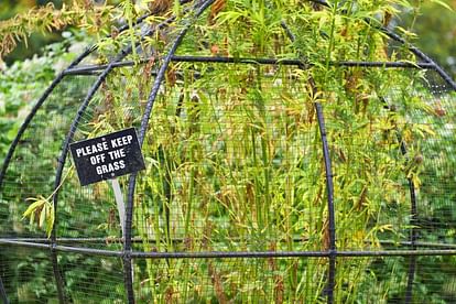 Worlds most dangerous Alnwick Poison Gardens is in Northumberland UK has many poisonous plants