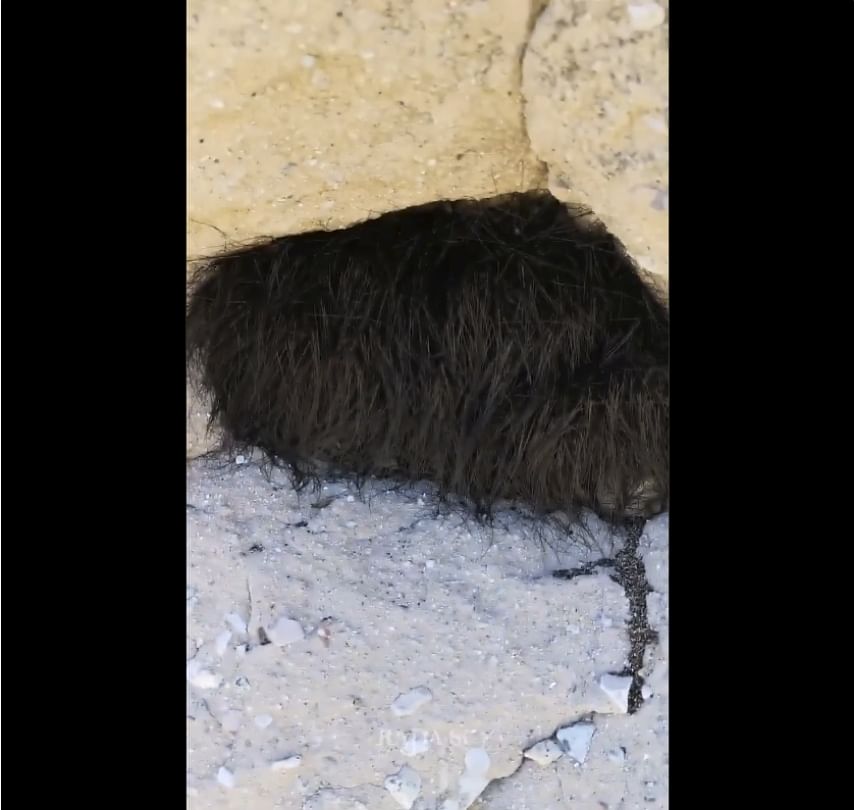 Weird animal found in mexico cave, it turn out to be terrifying and shocking video viral
