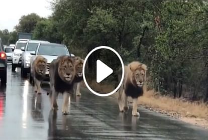 Lions on road