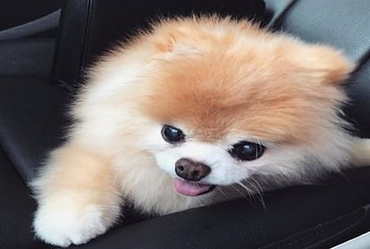 worlds cutest dog Boo Dies aged Of Heartbreak
