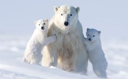 New york buffalo zoo polar bear frolics after winter storm video viral