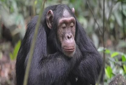 chimpanzee is cleaning her enclosure with broom and washing clothes like human in china video viral