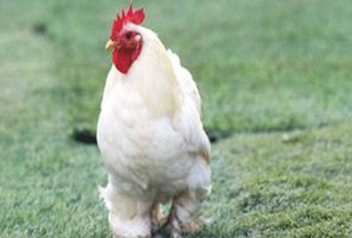 Cock In Police Custody Punjab Police took the chicken into custody in bathinda