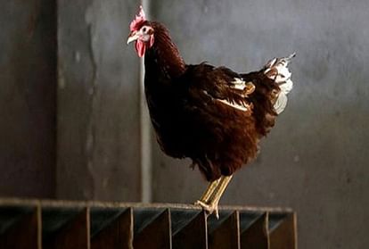 woman complaints against a hen because hen beak the child in shivpuri police station madhya pradesh