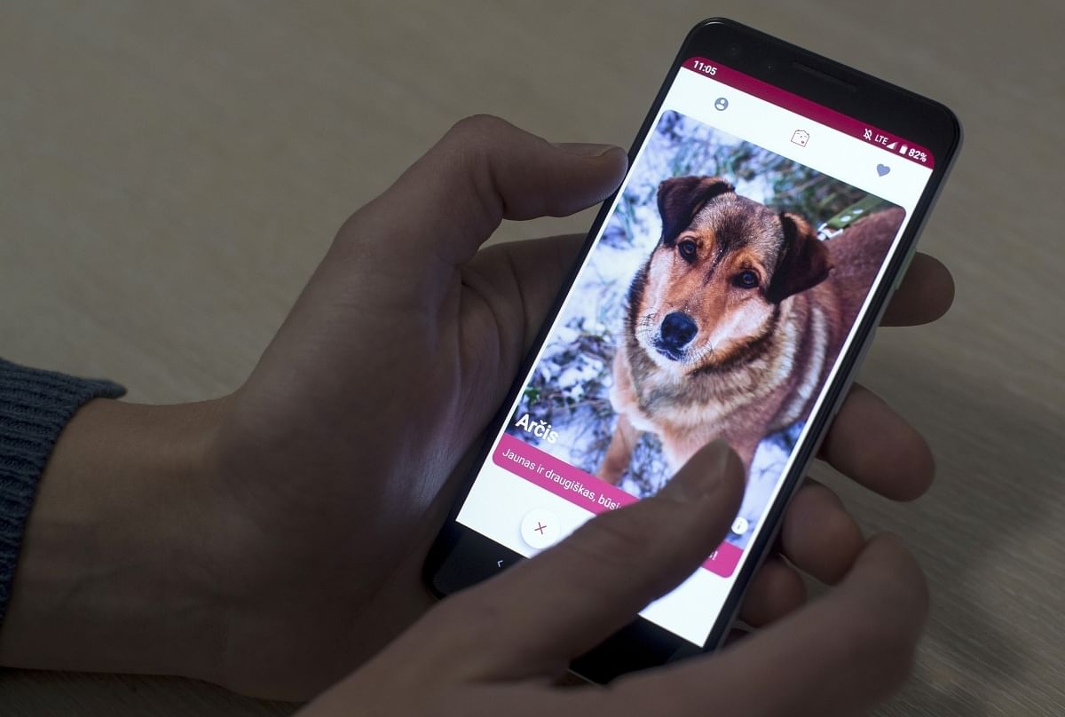 weird app for dogs like tinder now pet lovers can swipe right and left