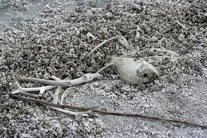 dangerous natron lake turns birds and animal into stone due to poisonous water