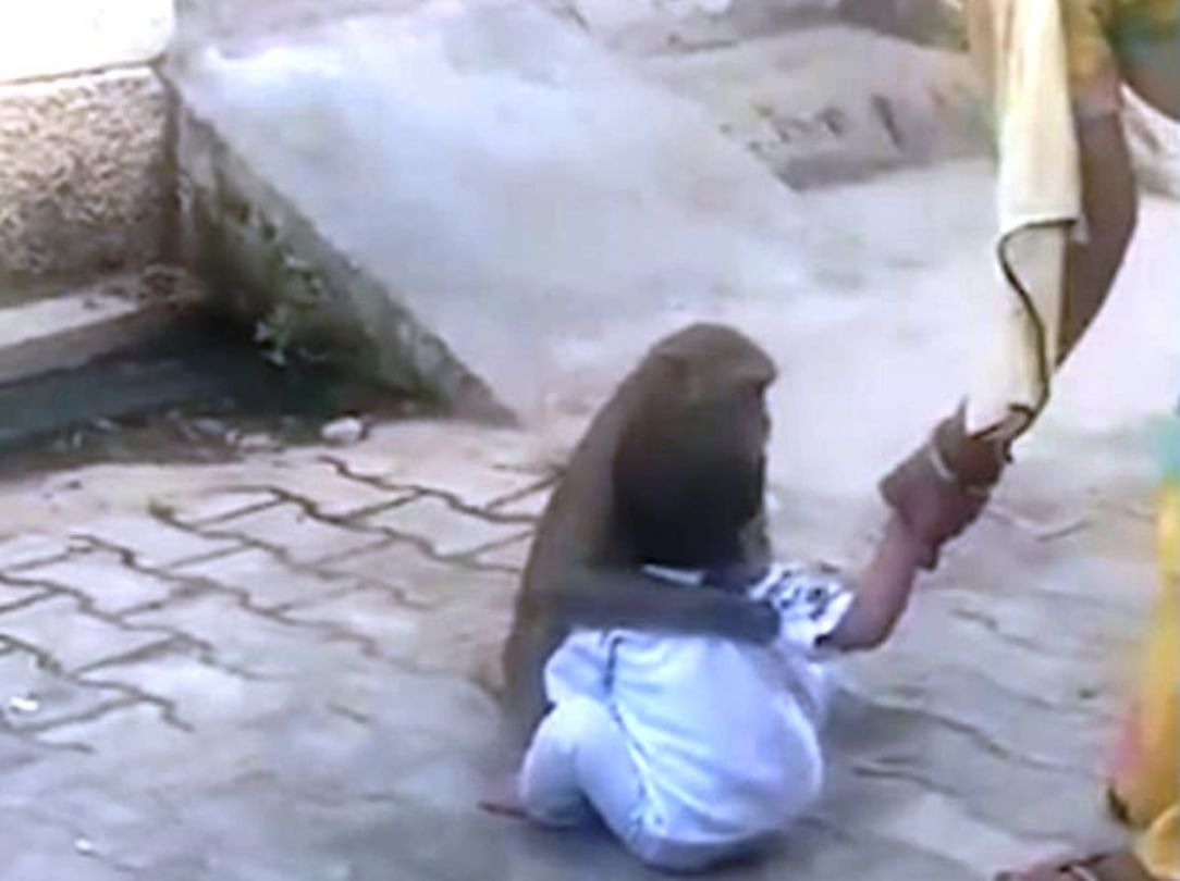 monkey forced kid to play with him after kidnapping video viral