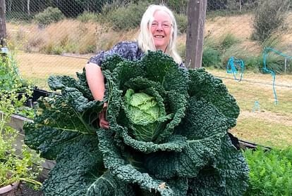 Australian couple grows a giant cabbage almost as big as a person