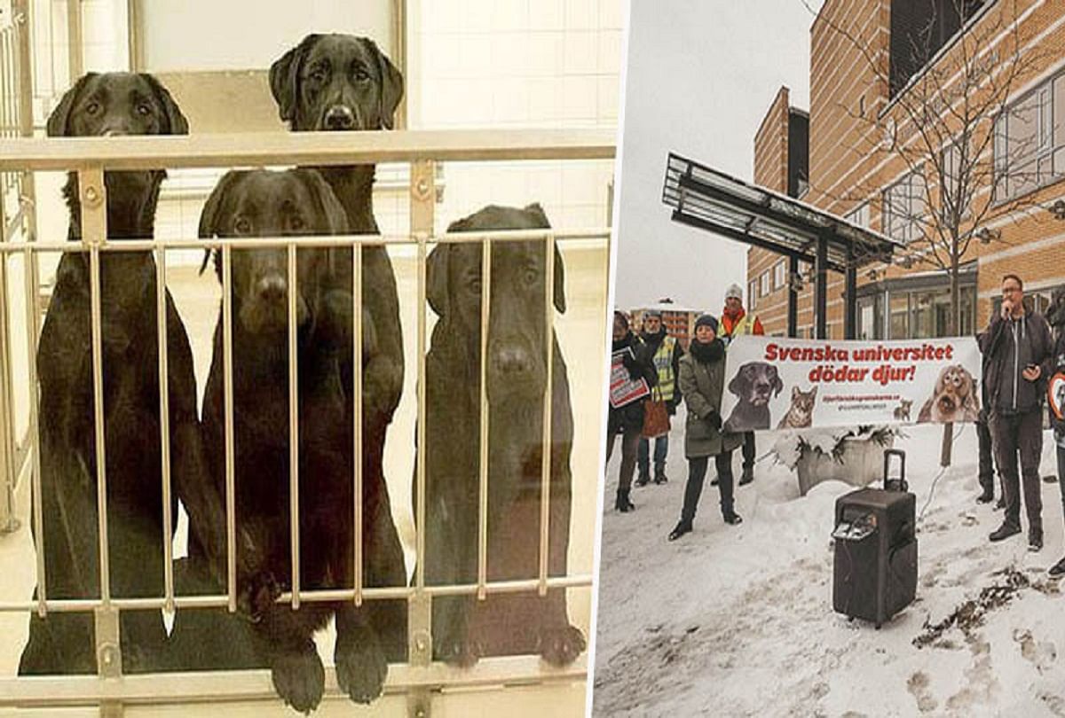 six labrador dogs will be killed in swedish lab experiment