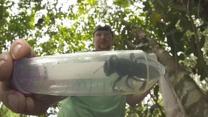 world's biggest bees found alive in Indonesia by clay bolt