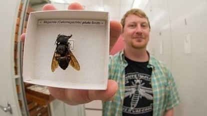 world's biggest bees found alive in Indonesia by clay bolt