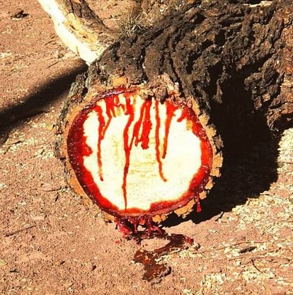 bloodwood tree in south africa dark red sap bleeds like humans