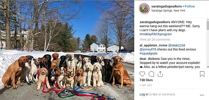 amazing pictures of America dogs together midday pack program saratoga dog walkers
