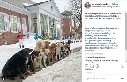 amazing pictures of America dogs together midday pack program saratoga dog walkers
